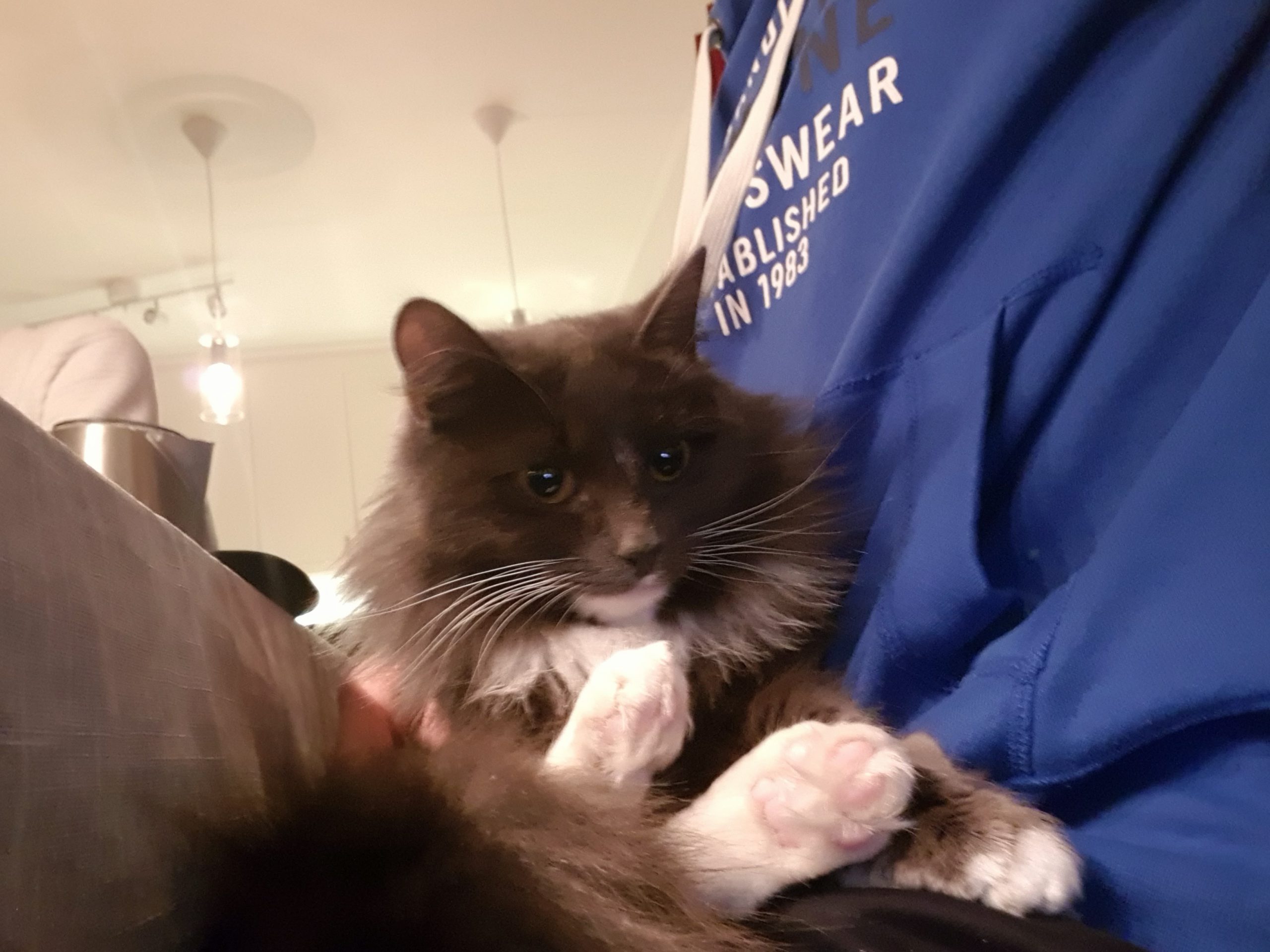 The grey long-haired cat with a white chest and white paws resting on a lap against a blue hoodie.