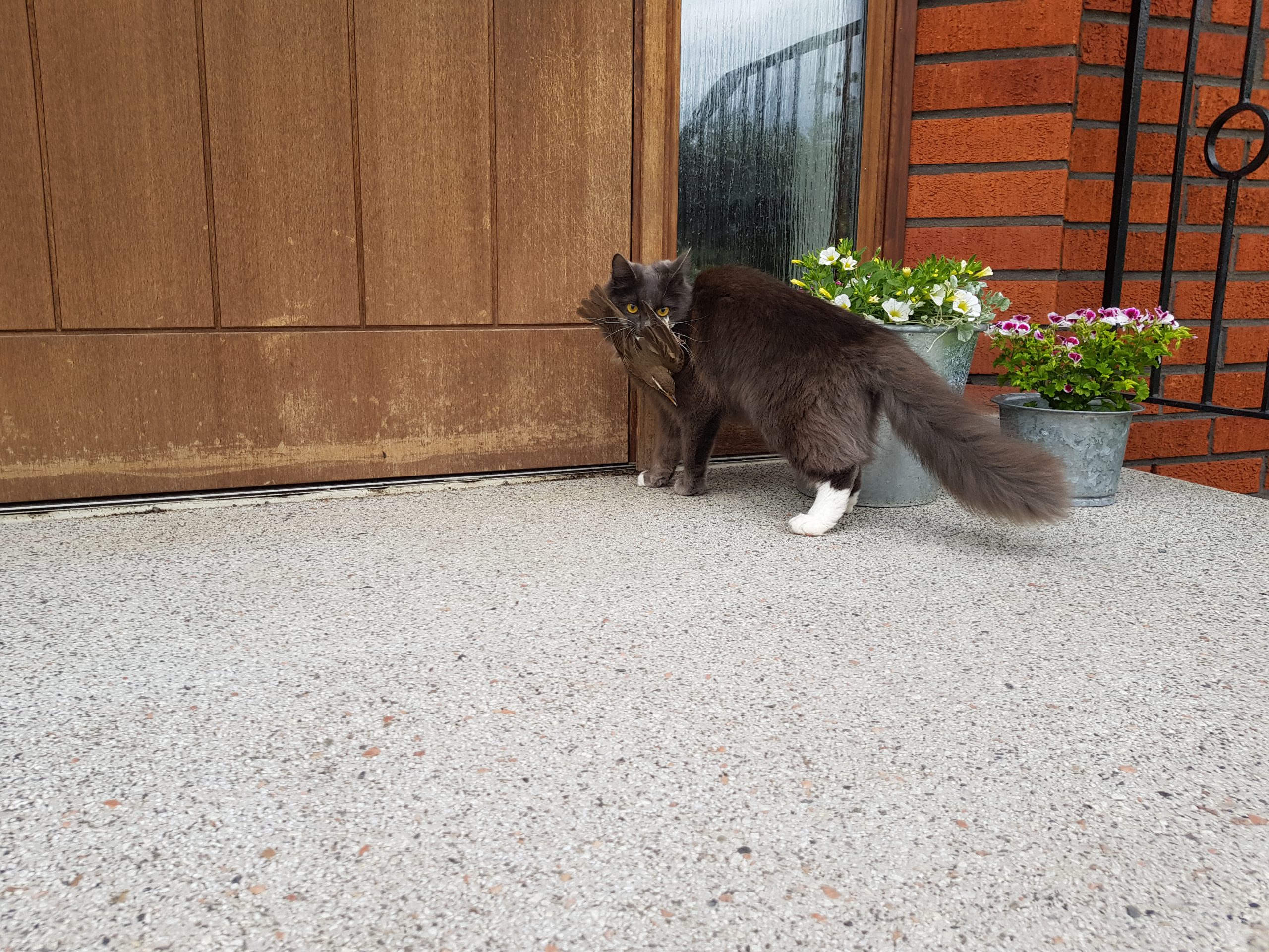 A grey long-haired cat with white paws carrying a bird in its mouth outside a wooden front door, next to pots of flowers.