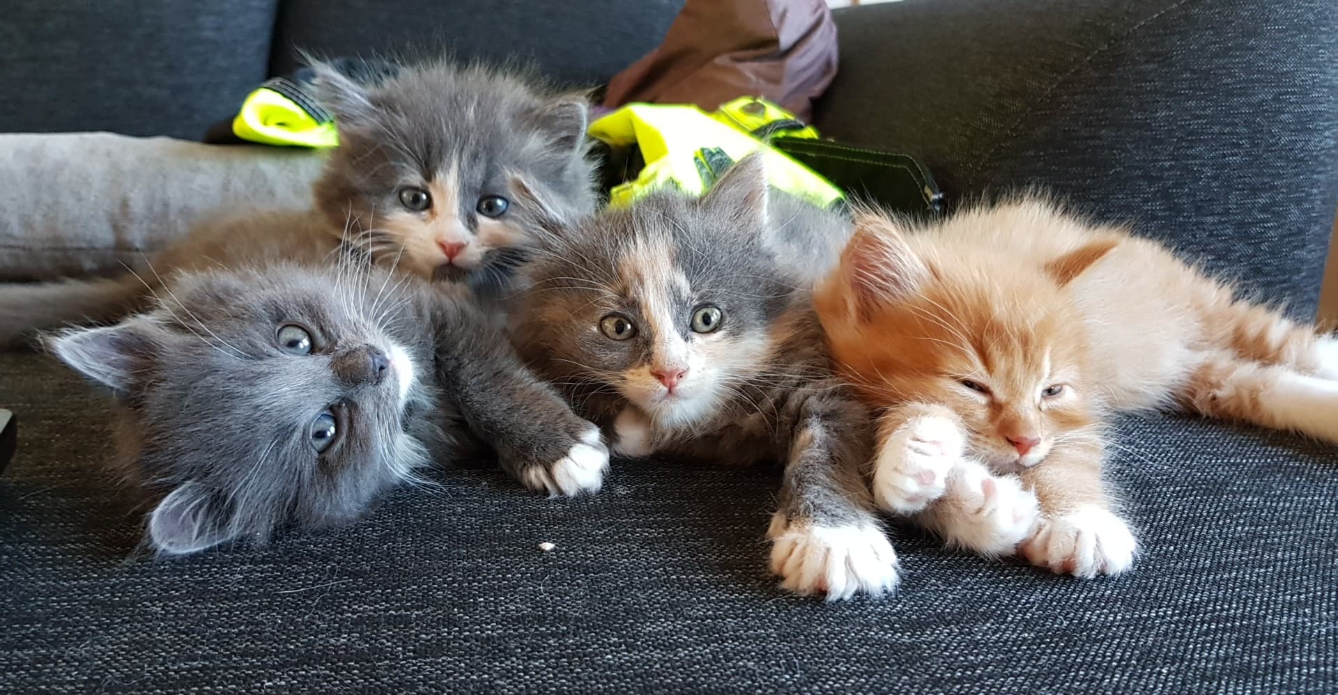 Four fluffy kittens lying on a dark grey sofa: three grey ones and one ginger one.